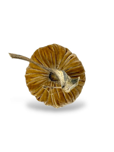 Honey Pumpkins