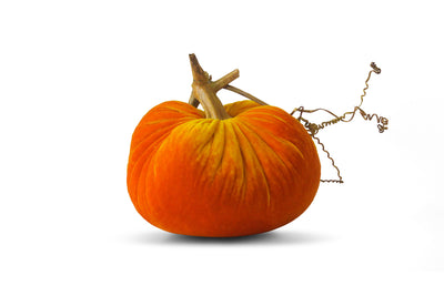 Harvest - Velvet Pumpkins