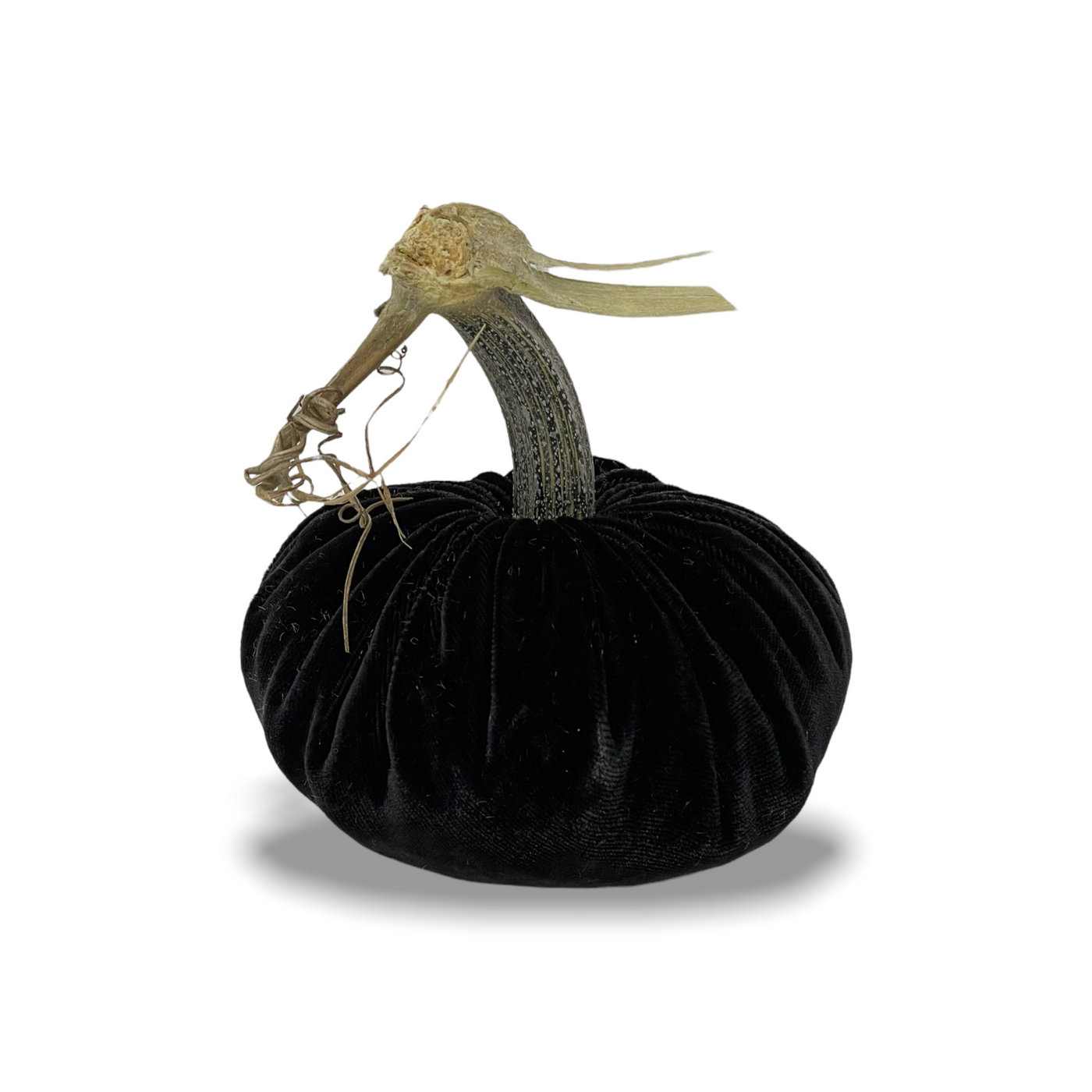 Black Mink Pumpkins