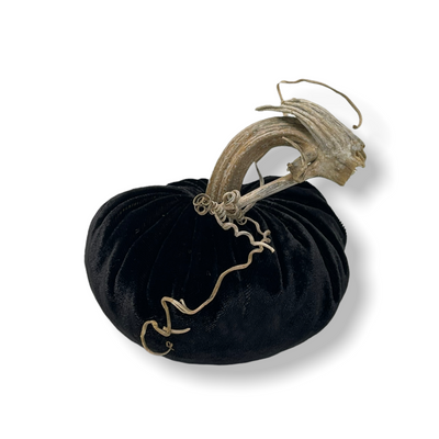 Black Mink Pumpkins